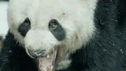 Wild Panda Courtship Filmed for First Time