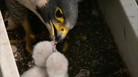 Video thumbnail: NOVA How Peregrine Falcons Thrive in Cities