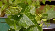 Invasive Plant Management