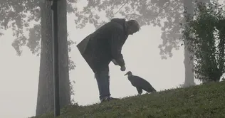 Broken Wings| A vulture that survives also inspires