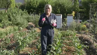 Garden Progression: Month of June