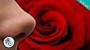 Why Do Roses Smell So Sweet?