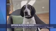 Chicago Animal Shelters See Uptick in Pets in Need of Care