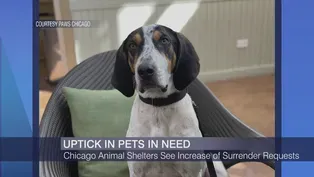 Chicago Animal Shelters See Uptick in Pets in Need of Care