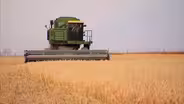 Growing Gluten-Free Oats
