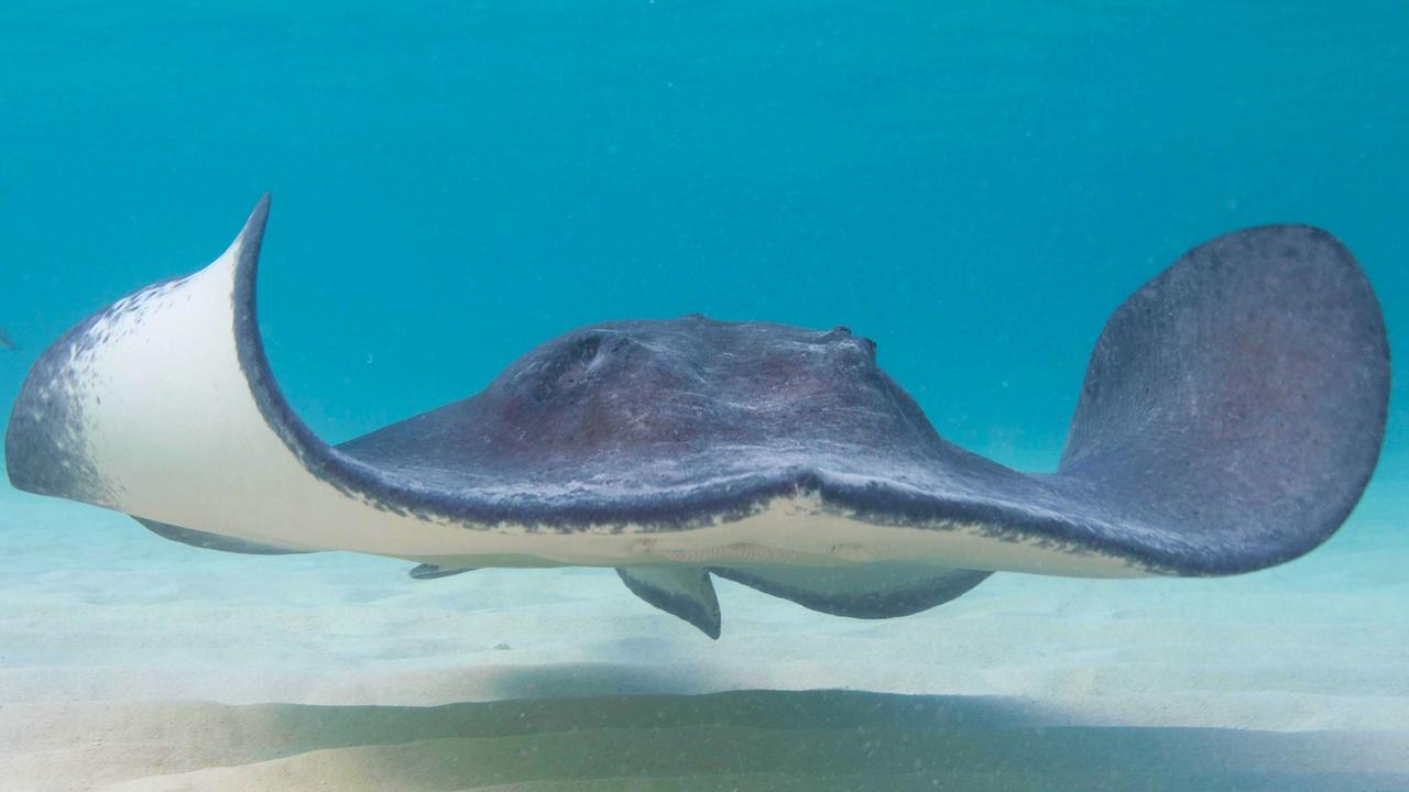 Changing Seas | Grand Canyman's Famous Stingrays