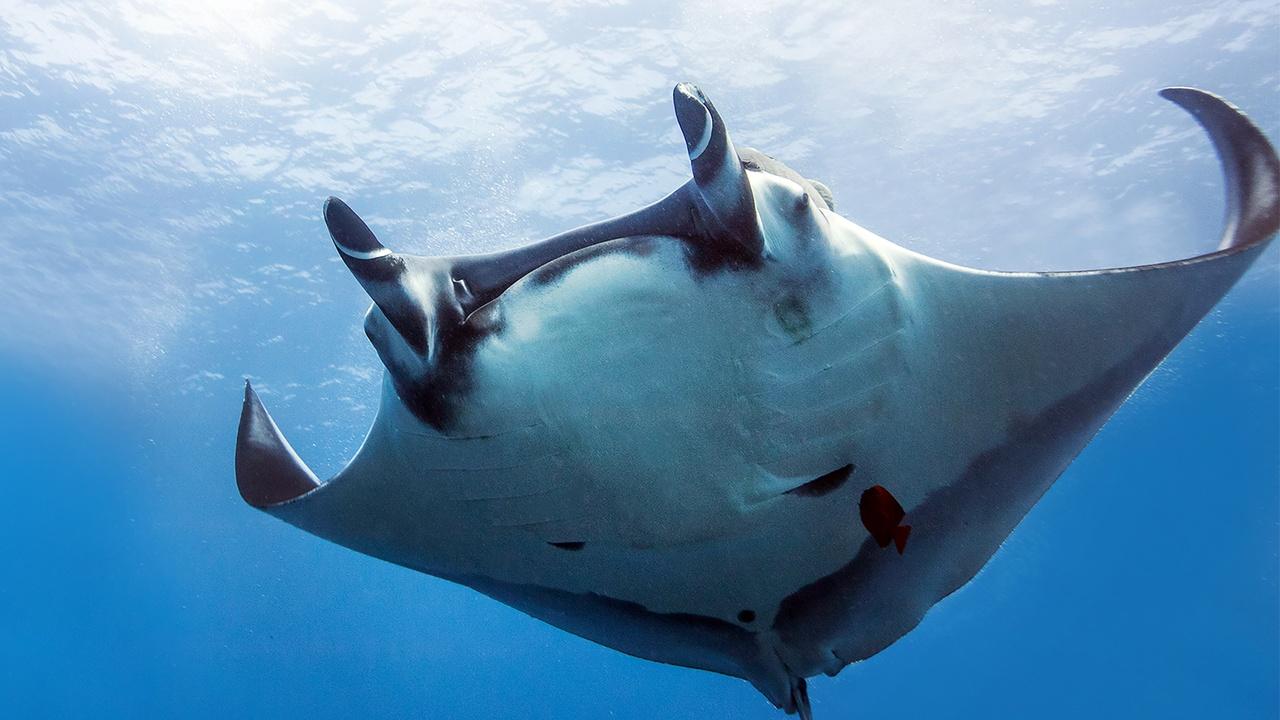 Changing Seas | Majestic Mantas