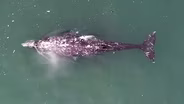 Oregon’s Gray Whales