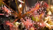 Carnivorous Plants