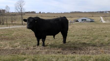 Video thumbnail: Show-Me Ag Cattle Genetics