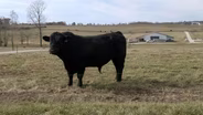 Cattle Genetics