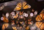 Jan. 11, 2022 - The magic behind paper butterflies