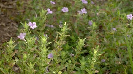 Video thumbnail: Virginia Home Grown Why Reducing Lawn Turf Grass is Great for the Ecosystem