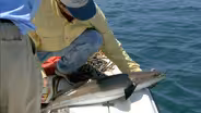 Spring Cobia