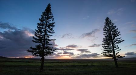 Video thumbnail: Family Ingredients Kūpuna