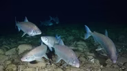 All Too Clear: The Last Whitefish? (Ep. 1)