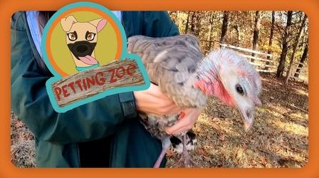 Video thumbnail: NewsDepth Petting Zoo: Turkeys Provide a Cuddle Session