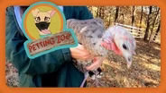 Petting Zoo: Turkeys Provide a Cuddle Session