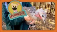Petting Zoo: Turkeys Provide a Cuddle Session