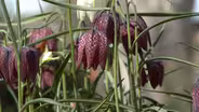 Unusual Spring Blooming Bulbs