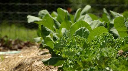 Video thumbnail: Virginia Home Grown Cultivate Charlottesville