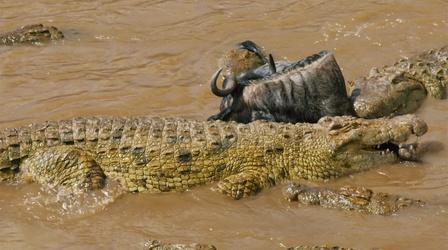 Wildebeest Cross Crocodile-Infested Water