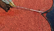 A Trip to the Cranberry Bog