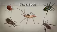 Episode 1: What Makes a Bug a True Bug