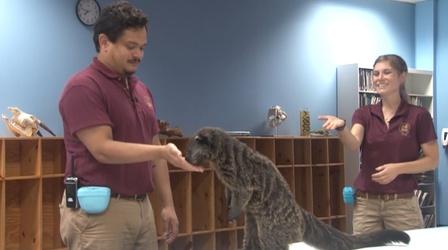 Video thumbnail: Camp TV Poppy the Binturong