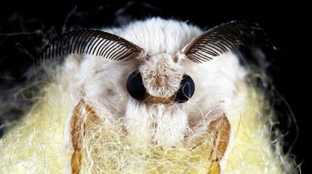 Video thumbnail: Deep Look Silkworms Spin Cocoons That Spell Their Own Doom