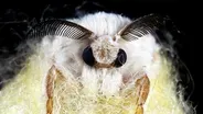 Silkworms Spin Cocoons That Spell Their Own Doom