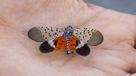 Video thumbnail: SCI NC Stopping the Beautiful But Invasive Spotted Lanternfly