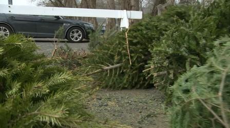 Video thumbnail: NJTV News How Christmas trees continue to give after the holidays