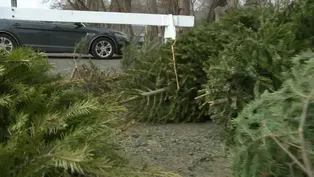 How Christmas trees continue to give after the holidays