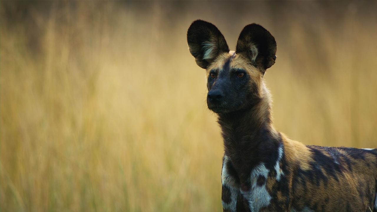 Nature | African Wild Dogs Vote with Sneezes