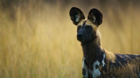 Video thumbnail: Nature African Wild Dogs Vote with Sneezes