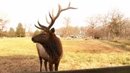 Elk on a Chesterfield military base? It’s true.