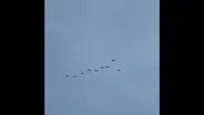 Sandhill Cranes Migrate Over Chicago