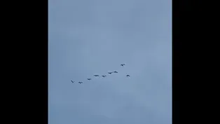 Sandhill Cranes Migrate Over Chicago