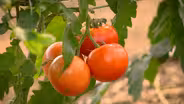Our Favorite Plants