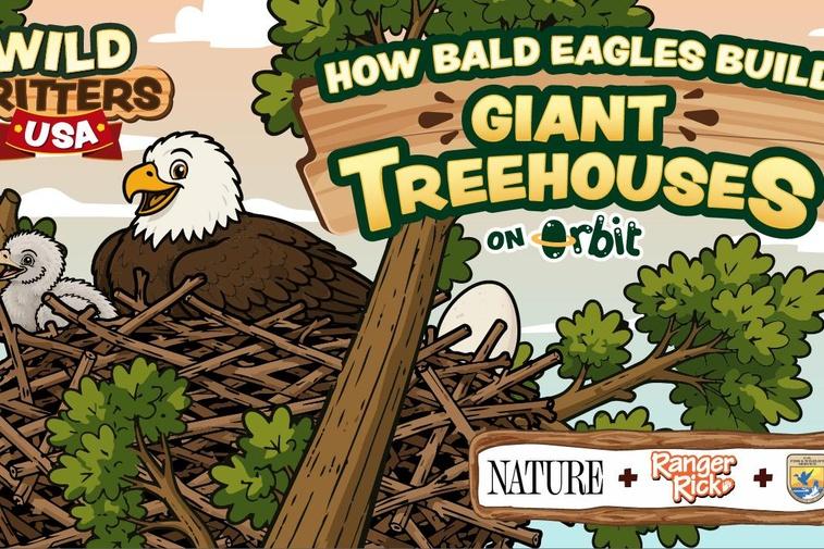 How Do Baby Bald Eagles Learn To Fly? | Wild Critters USA Poster