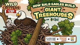 How Do Baby Bald Eagles Learn To Fly? | Wild Critters USA: asset-mezzanine-16x9