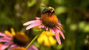 Pollinator Friendly Gardens
