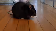 Giving former lab rats a second lease on life