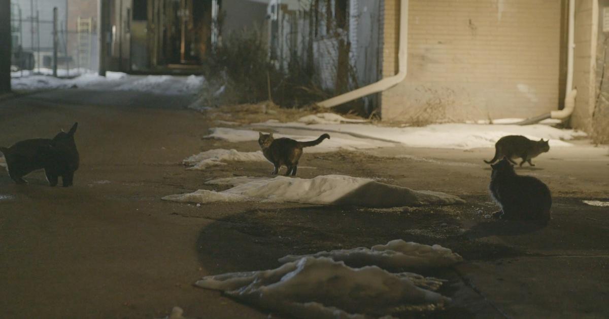Colorado Voices Homemade Shelters Keep Feral Cats Warm PBS