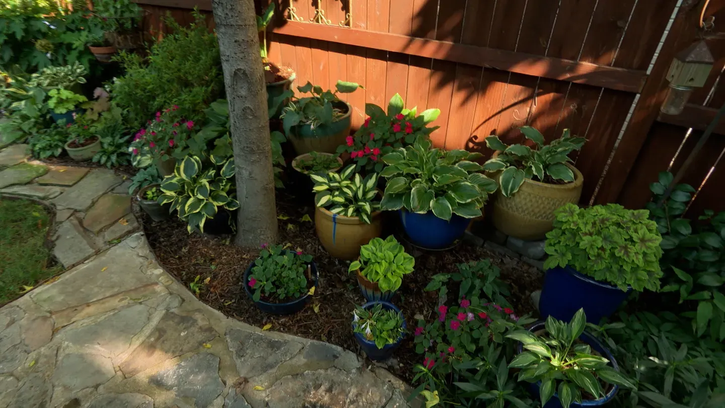 Volunteer Gardener 3505