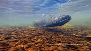 Klamath: After The Dams