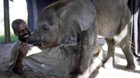 How Not to Feed a Baby Elephant
