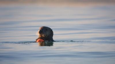 Limpet the Otter Forages on Plastic Waste
