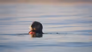 Limpet the Otter Forages on Plastic Waste